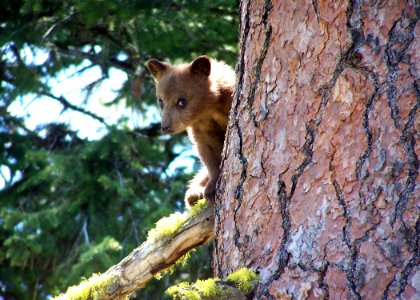 1914 black bear cub matthews odfw (4423733878)