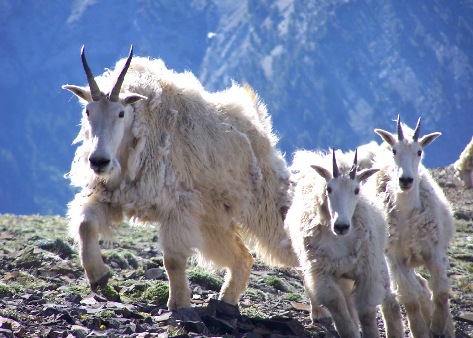 1637 mt goat matthews odfw (4422967847)