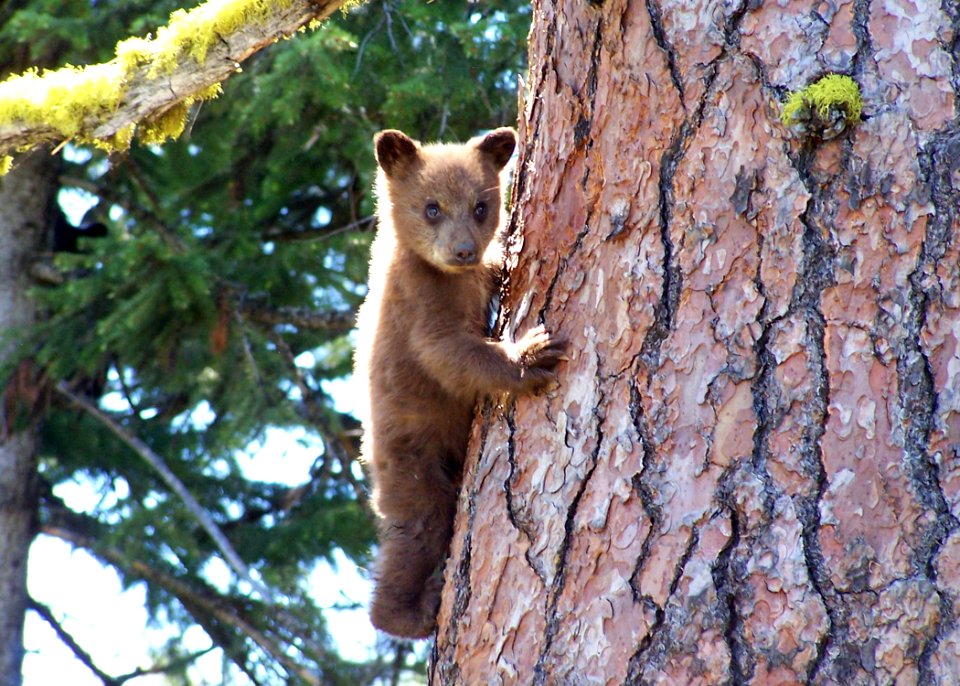 1908 black bear cub matthews odfw (4422969425)