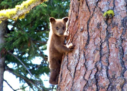 1908 black bear cub matthews odfw (4422969425)