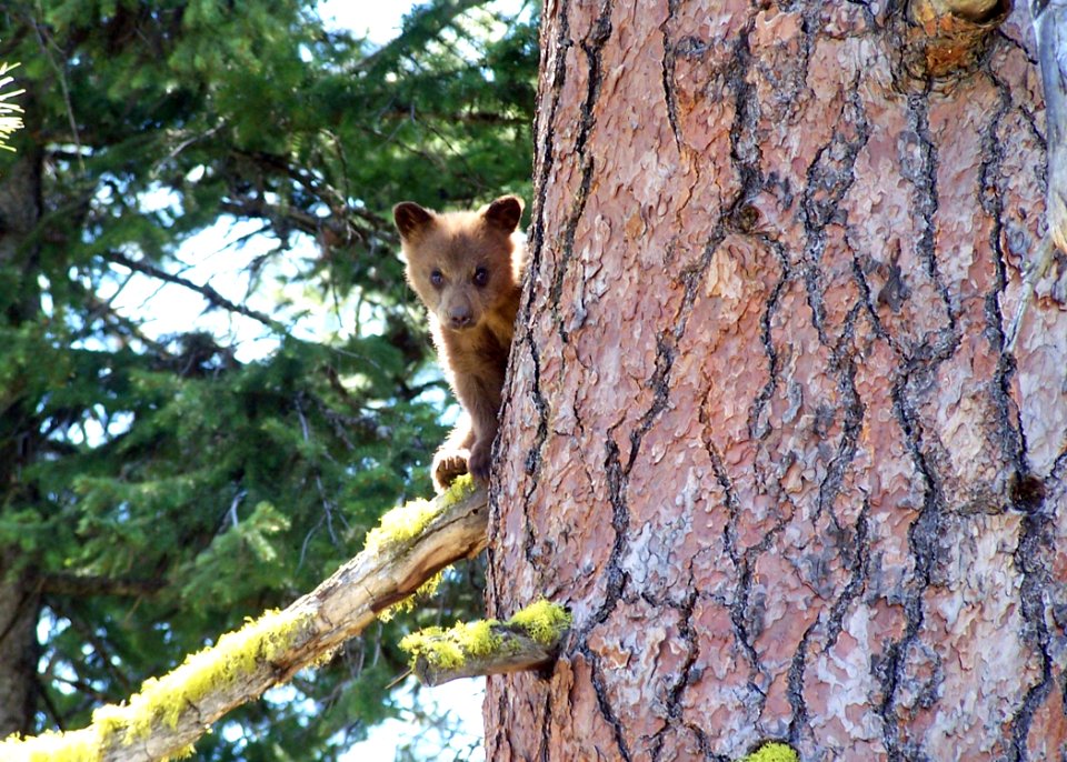 1915 black bear cub matthews odfw (4423734106)