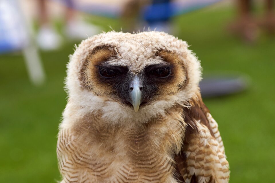 Feather predator eye