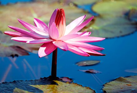 Pond plant nuphar lutea water flower photo