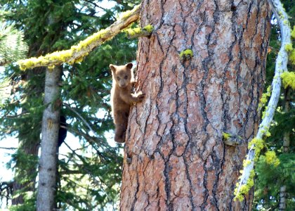 1909 black bear cub matthews odfw (4422968713)
