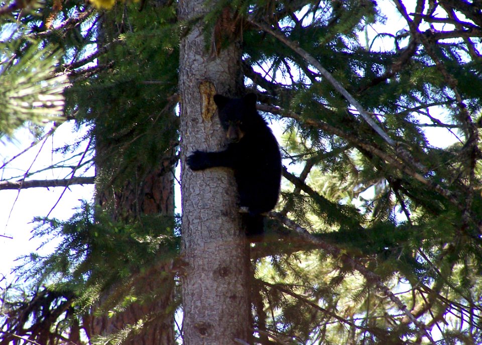 1912 black bear cub matthews odfw (4422968599)