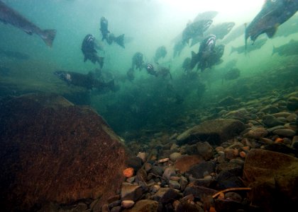 2009 coho run Swart odfw (4455548870)
