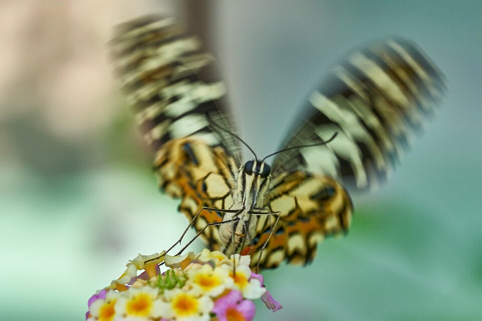 Insect animal close up