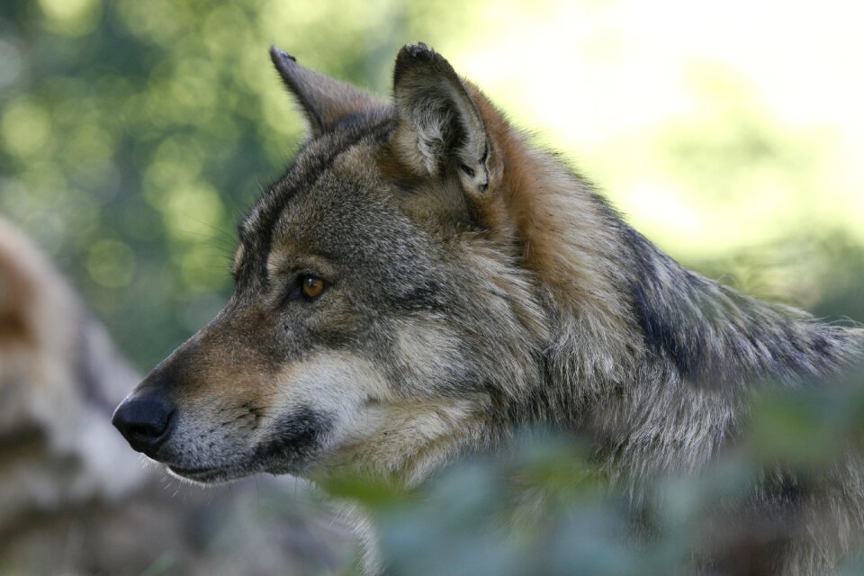 Fauna nature animal