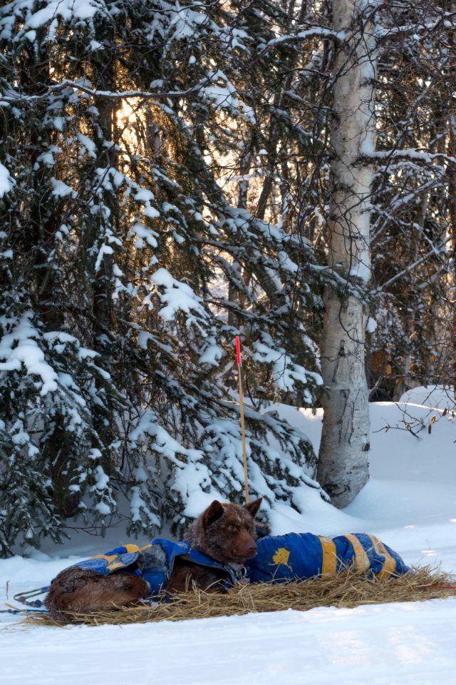 2016 Yukon Quest in Yukon-Charley - Slaven's Roadhouse (27062405653)