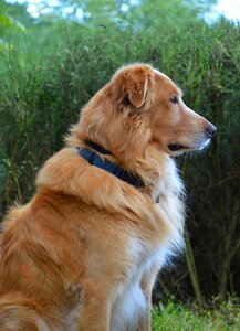 Domestic animal pet golden