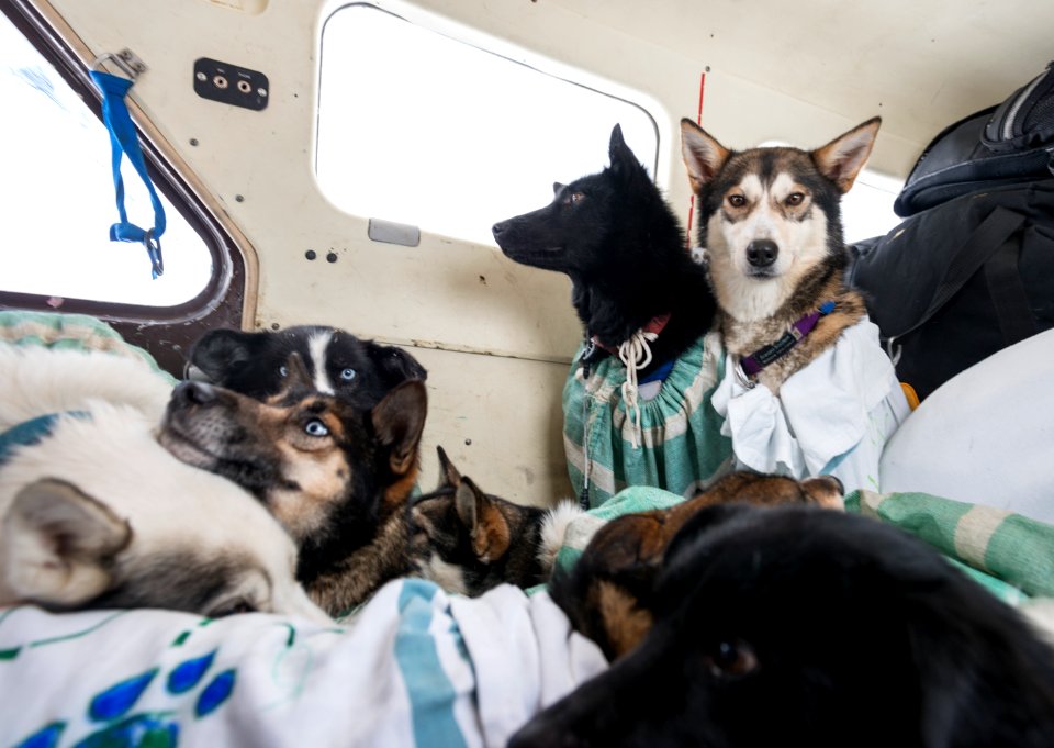 2016 Yukon Quest in Yukon-Charley - Slaven's Roadhouse (27062396643)