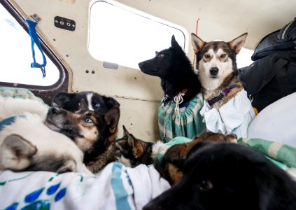 2016 Yukon Quest in Yukon-Charley - Slaven's Roadhouse (27062396643)