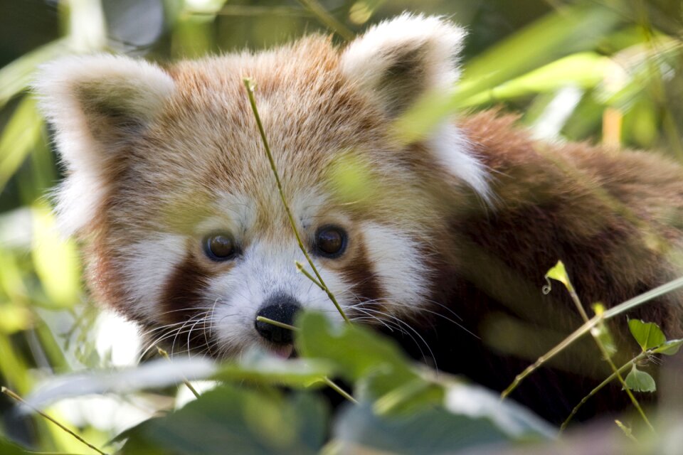 Fauna cute mammal