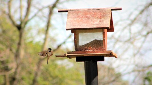 Tree sparrow outdoors bird