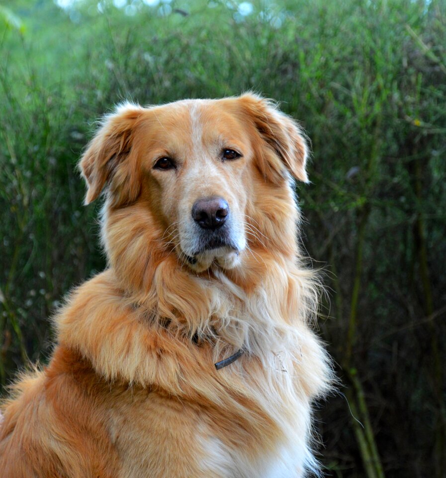 Domestic animal pet golden