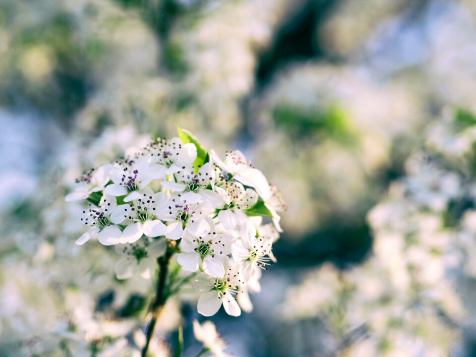 Petals bloom white