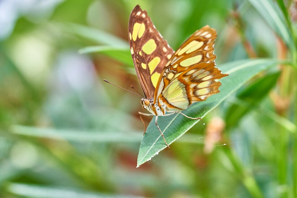Animal close up flower