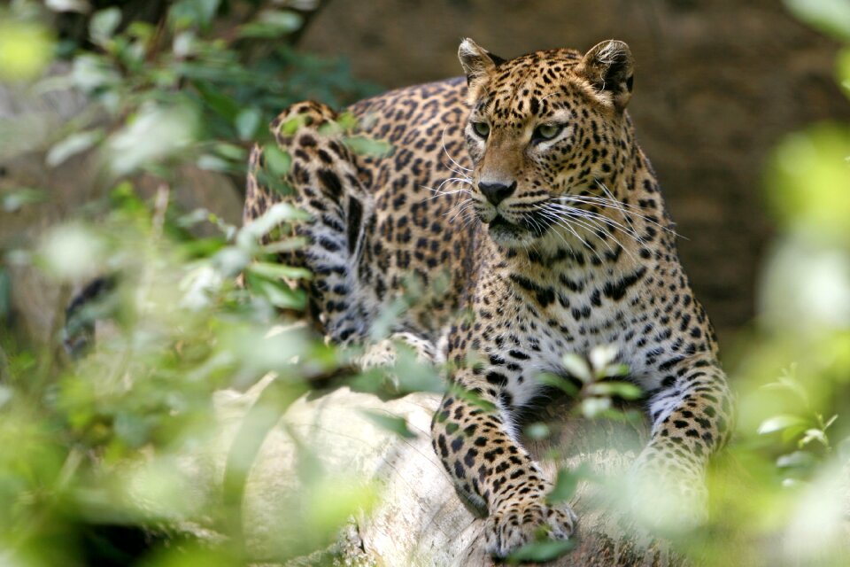 Fauna nature Free photos