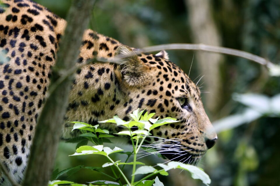 Nature animal outdoor
