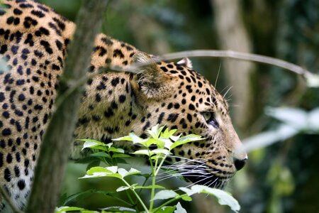 Nature animal outdoor