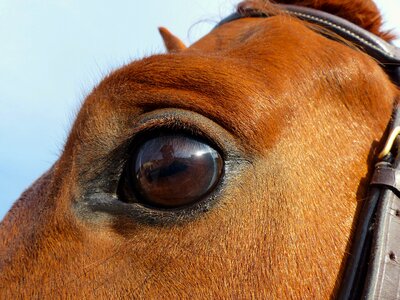 Animal mammal portrait