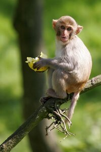 Monkey nature animal