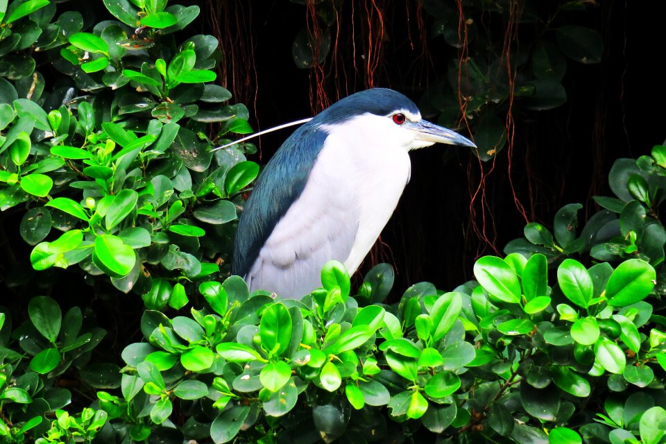 Park tropical wildlife