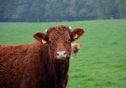 Mammal domestic animal nature
