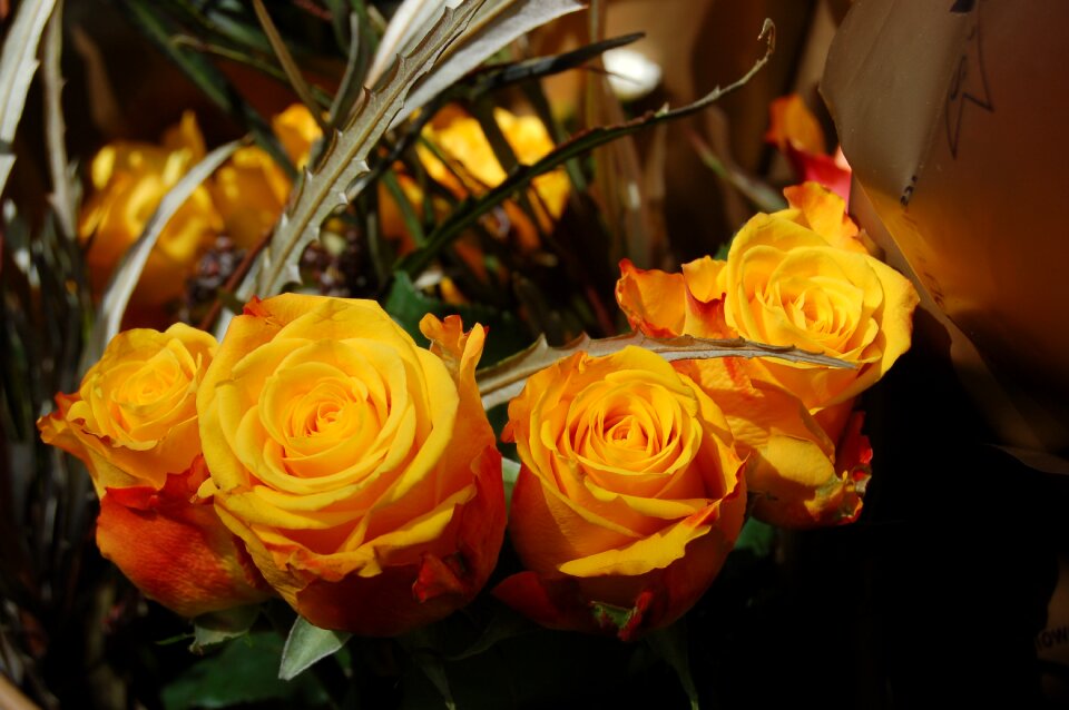 Yellow roses flowers yellow