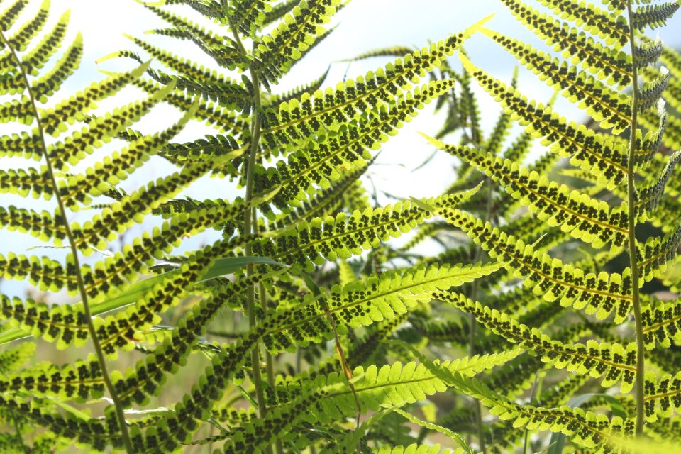 Forest nature close up