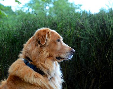 Domestic animal pet golden