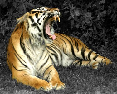 Cat mammal carnivore