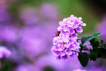 Flower plant nature