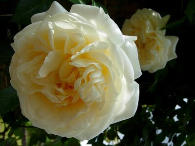 Cream white rose flower photo
