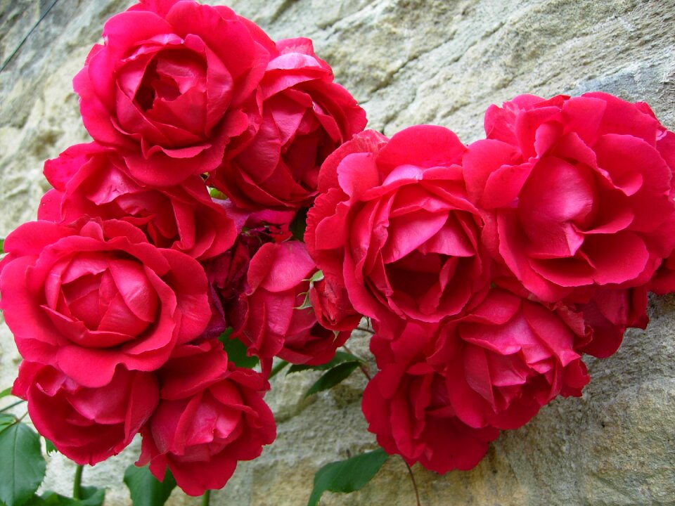 Flower floral love