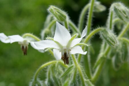 Medicinal plant medicinal herb borago officinalis