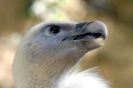 Nature animal portrait