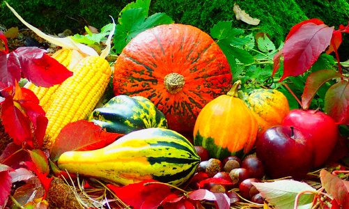 Harvest fall season photo