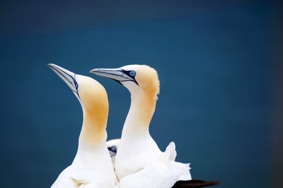 Northern gannet on helgoland