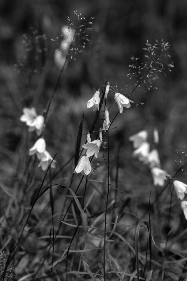 Flowers summer flower nature