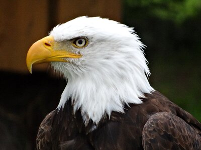 Prey bald eagle animal world
