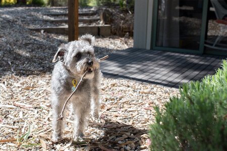 Pet canine mixed breed photo