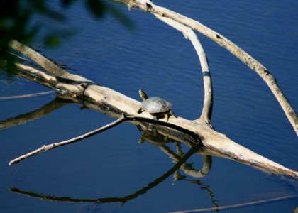 2163 red-eared slider munsel odfw (4277611906)