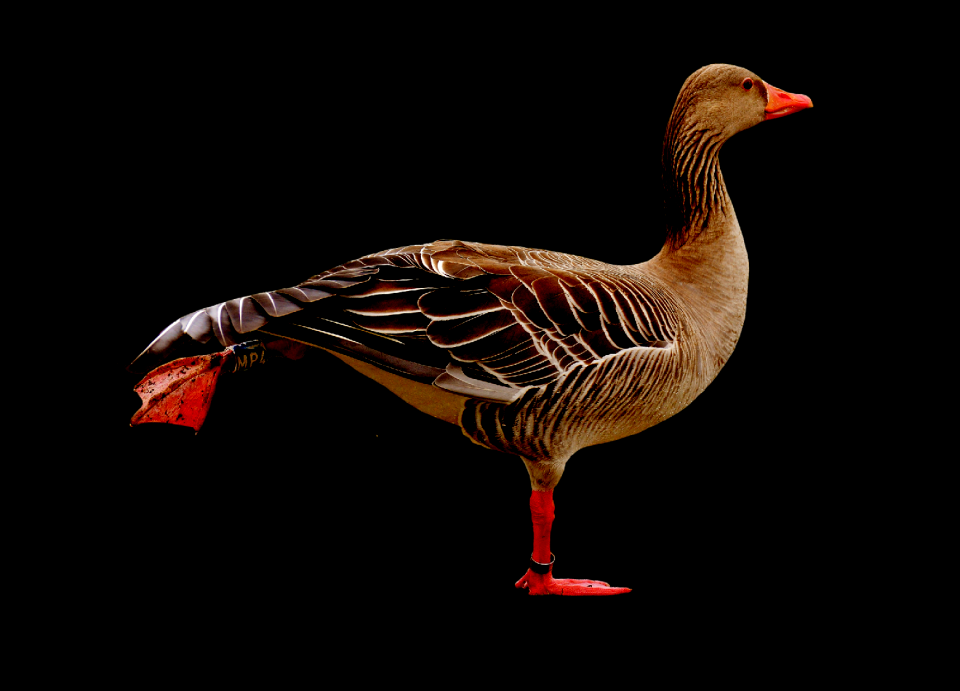Funny feather water bird