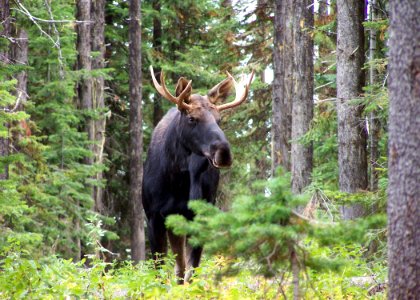 2213 bull moose matthews odfw (4422970113)