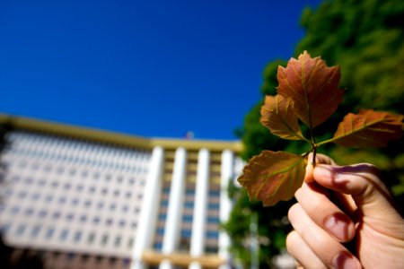 22.05.2020 Ziua Parlamentului 2020 (49922403282)