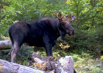 2252 bull moose collar matthews odfw (4423735158)