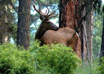23 rocky mt elk yuskavitch odfw (4409897350)