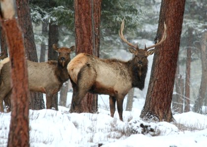 2493 rocky mt elk pair bronson odfw (4409655728)