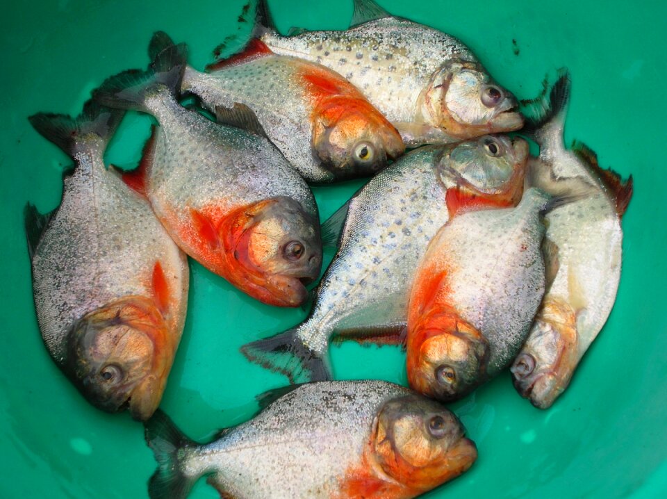 Fish piranha beni bolivia